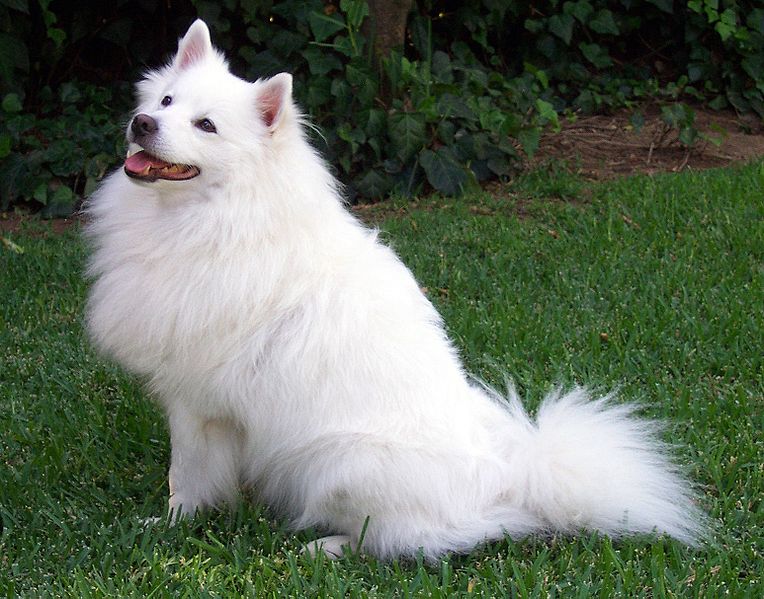 American_Eskimo_Dog_Robert_Southworth