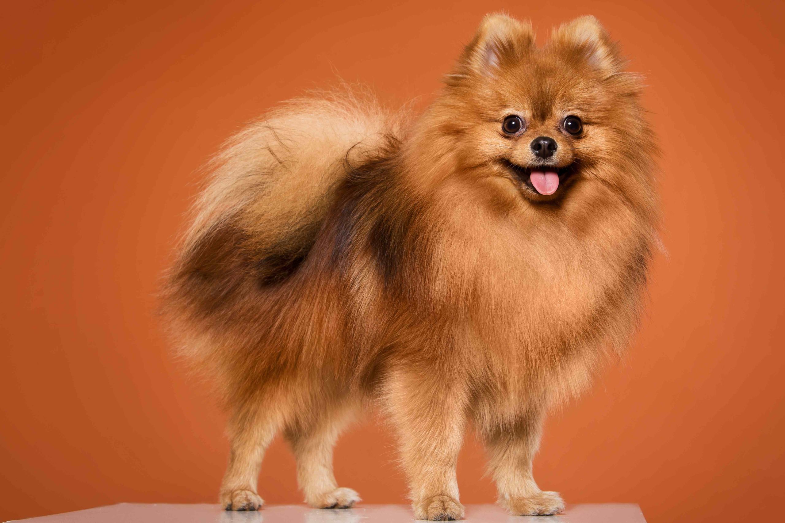 Animal. Cute Spitz Pommeranian