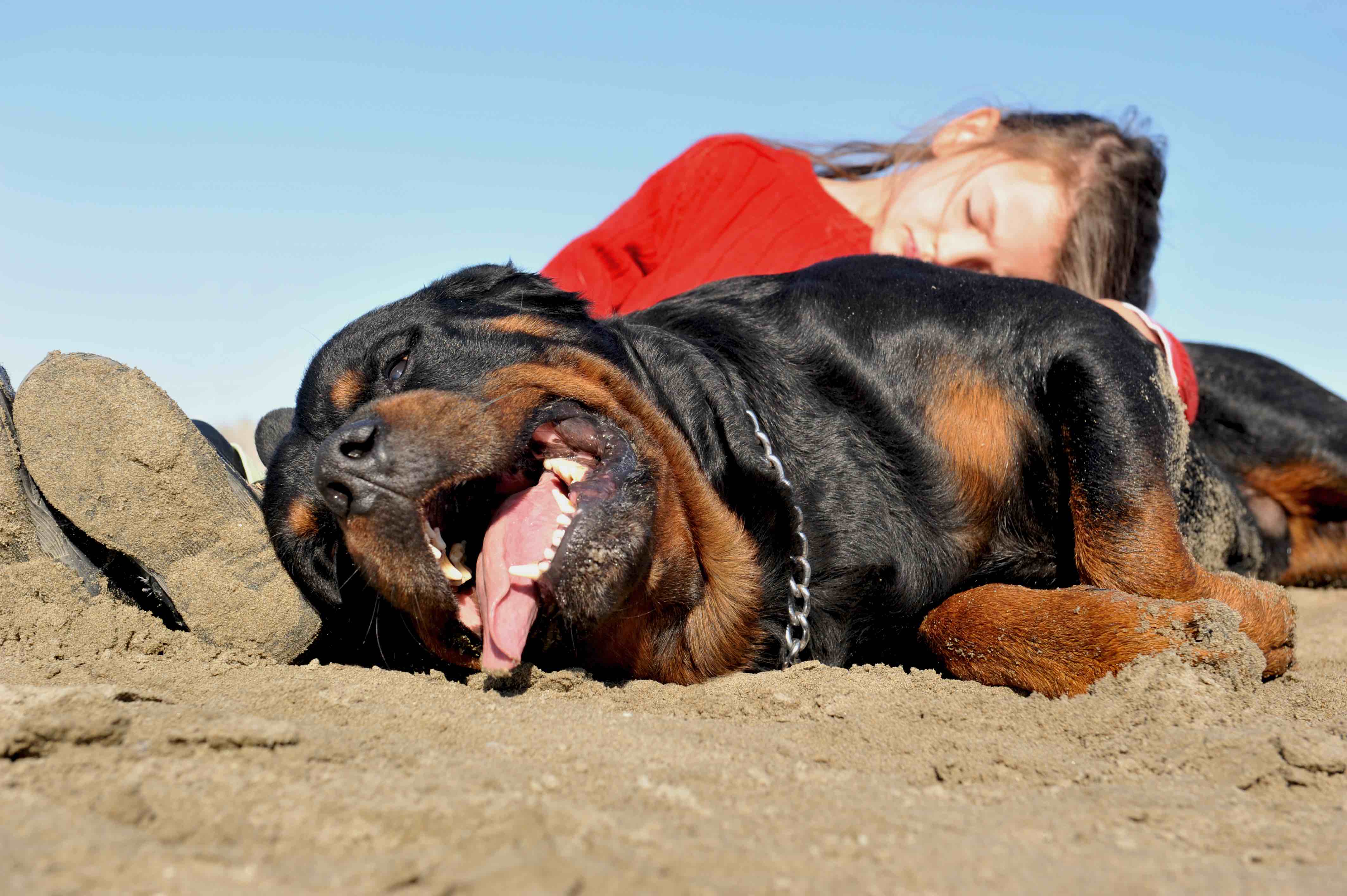 child and rottweiler