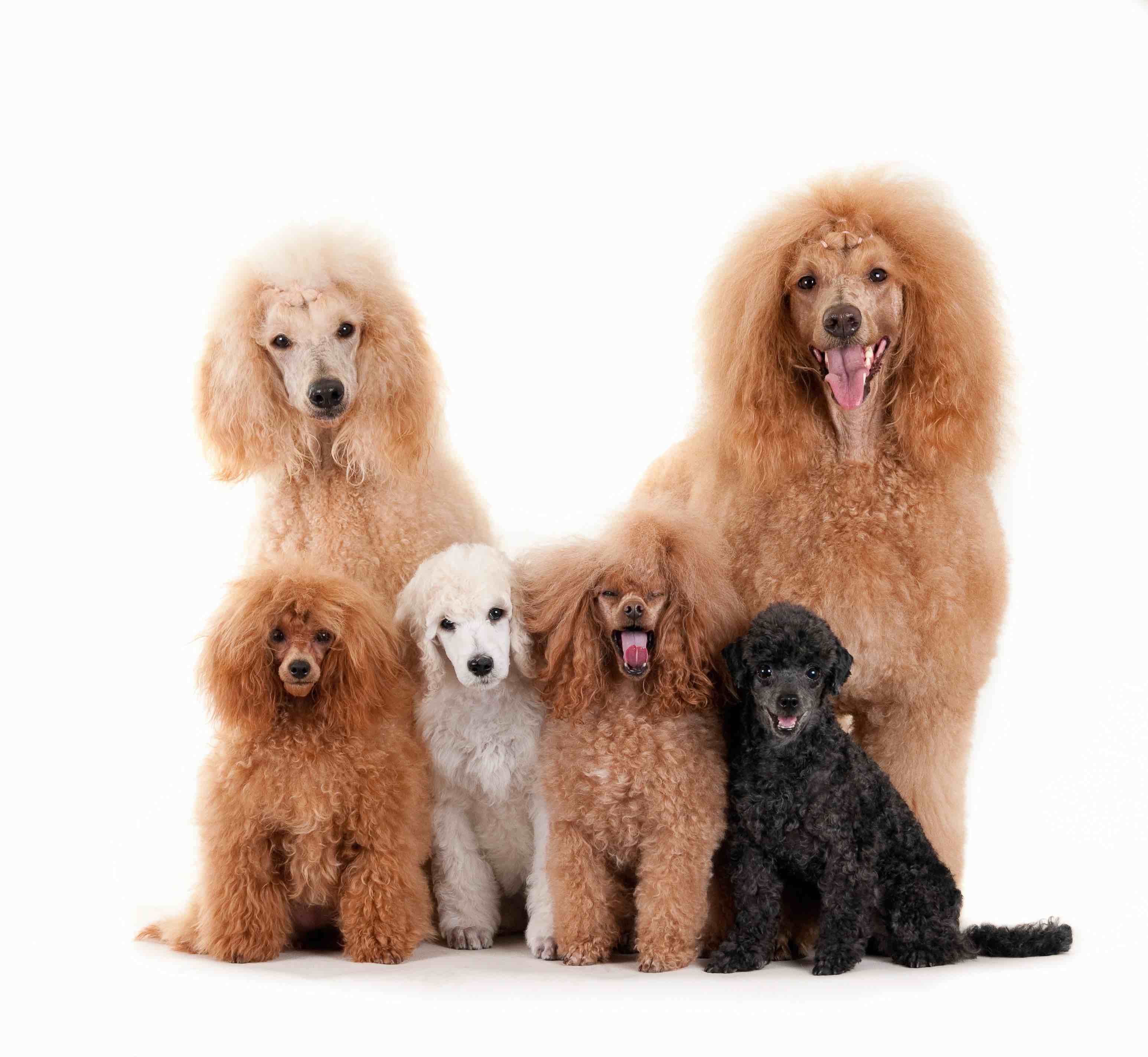 oseup shot of standard poodles family isolated on white background