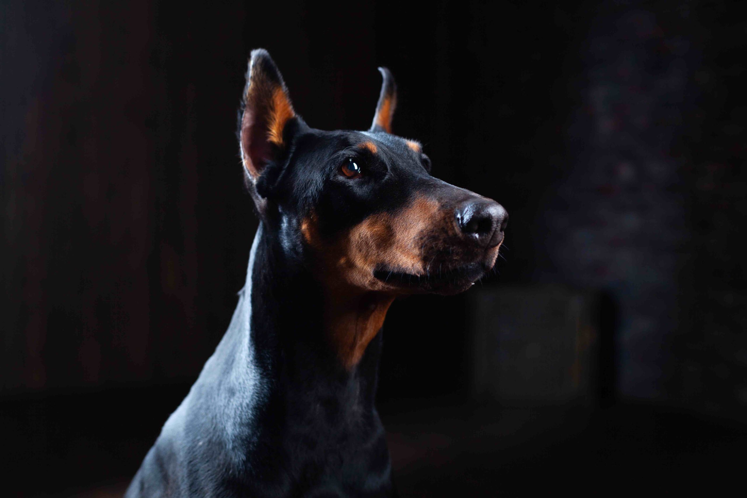 Doberman Pinscher against black background front view