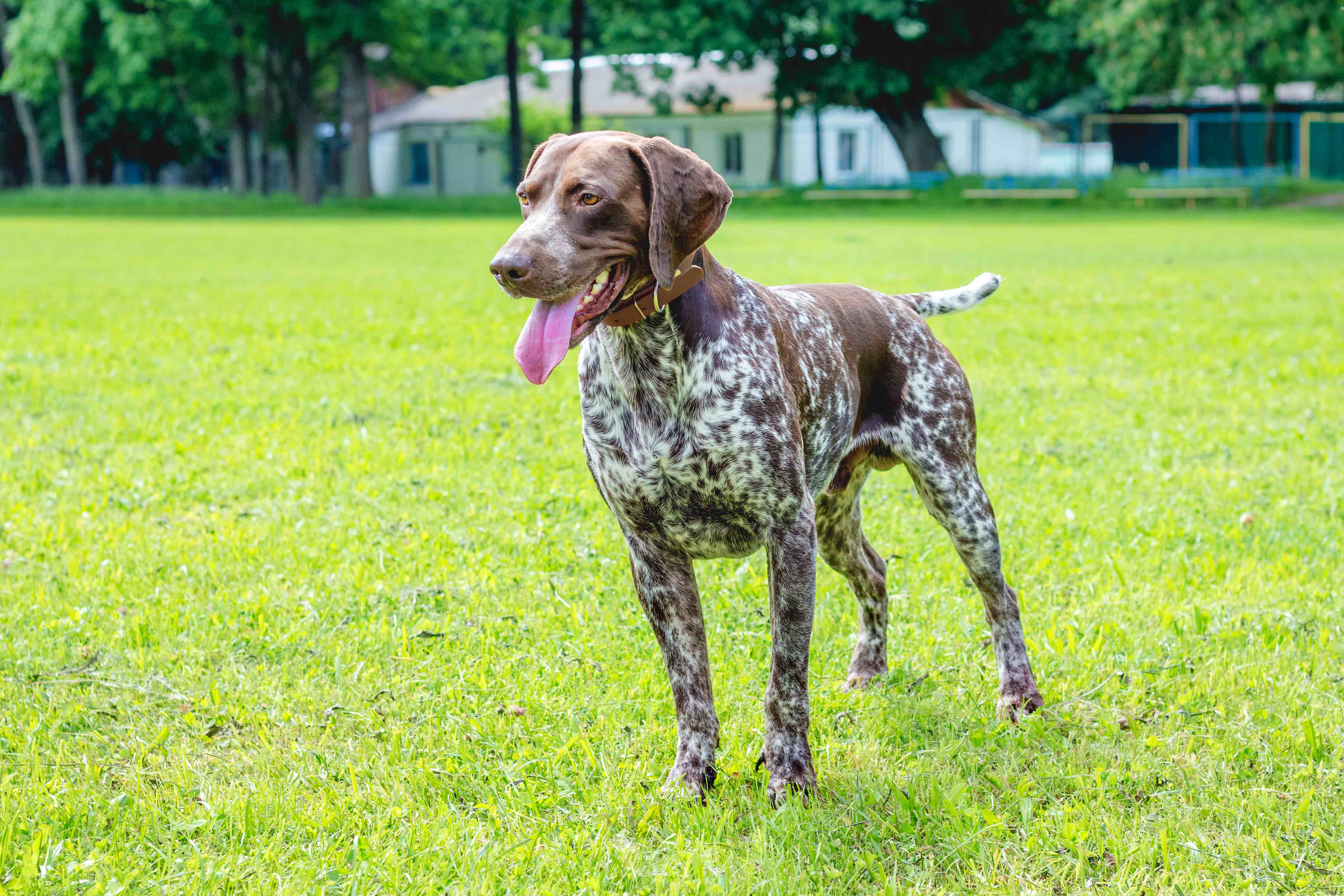Dog of breed German Shorthaired Pointer  in full growth standing on the grass_